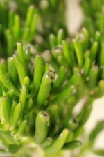 Load image into Gallery viewer, Crassula Ovata Gollum - Shrek ears Large

