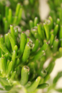 Crassula Ovata Gollum - Shrek ears Large