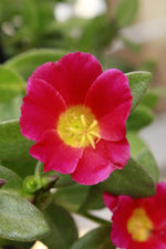 Load image into Gallery viewer, Portulaca Ambraticola
