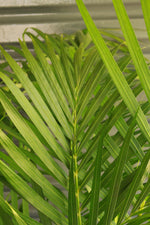 Load image into Gallery viewer, Bamboo Palm Large
