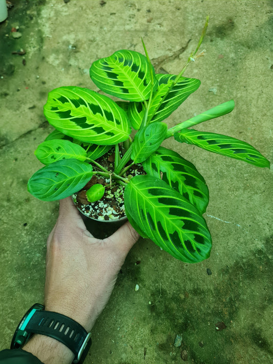 Maranta leuroneura 'Lemon Lime'