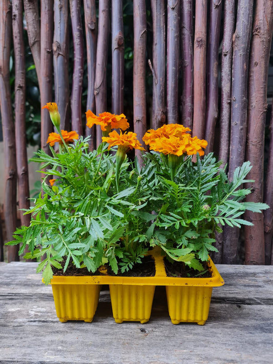 Marigold six pack seedlings