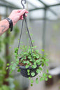 Muehlenbeckia Maidenair Vine