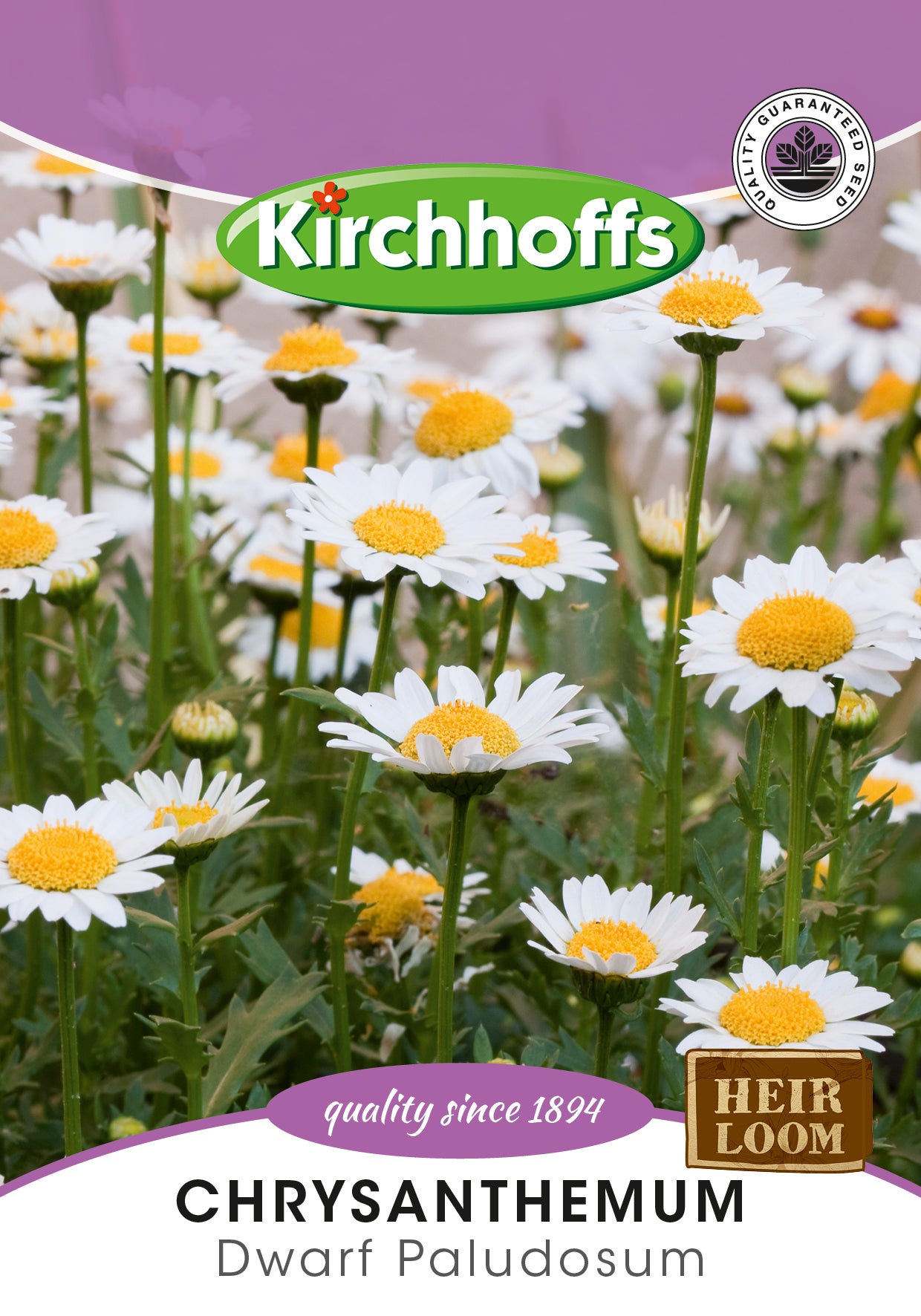Chrysanthemum Paludosum Seeds
