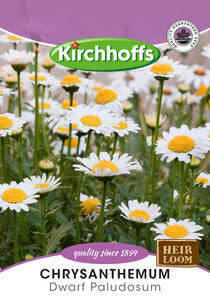 Chrysanthemum Paludosum Seeds