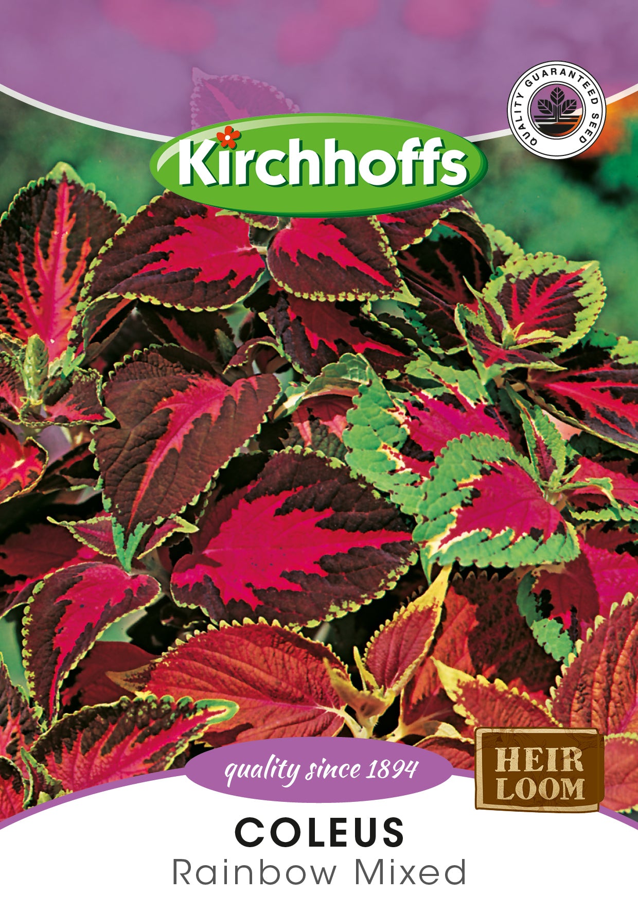 Coleus Rainbow Hybrids Mixed Seeds