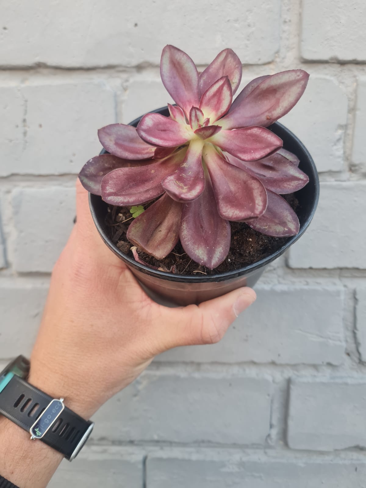 Painted Lady Echeveria