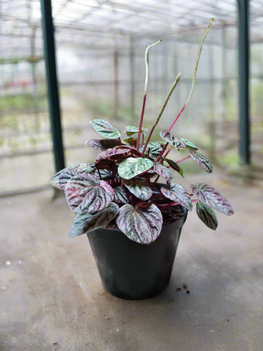 Peperomia Caperata Mix