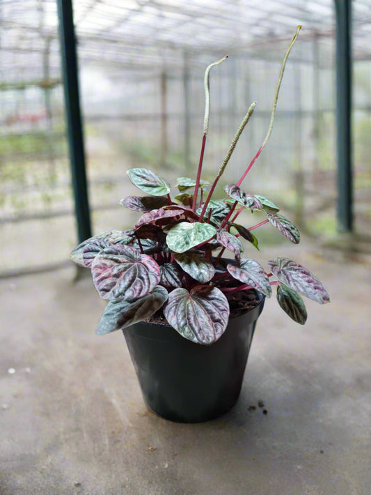 Peperomia Caperata Mix