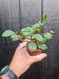 Peperomia Glabella also known as Cypress peperomia