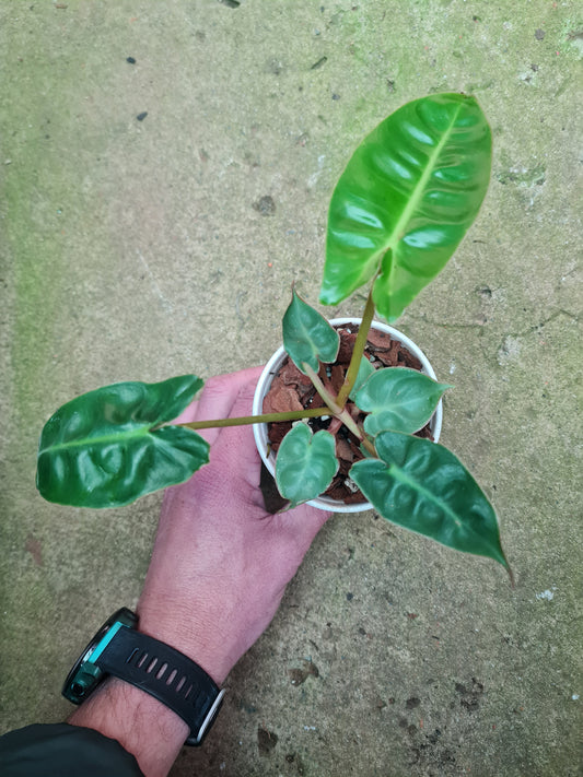 Philodendron Billietiae