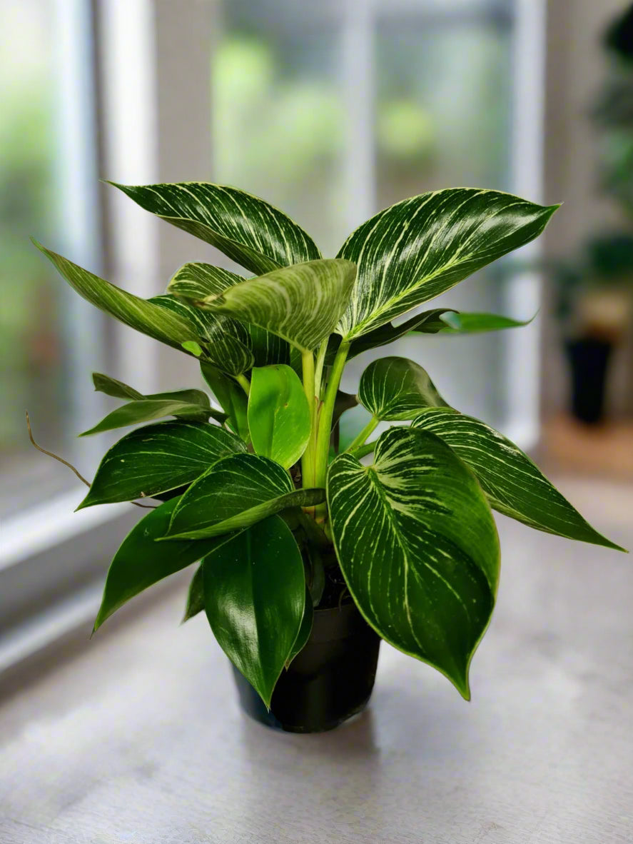 Philodendron Birkin