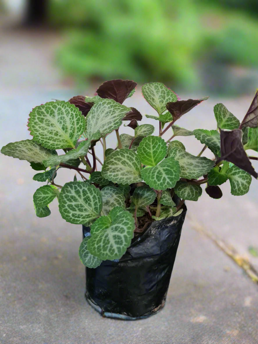 Plectranthus oertendahlii