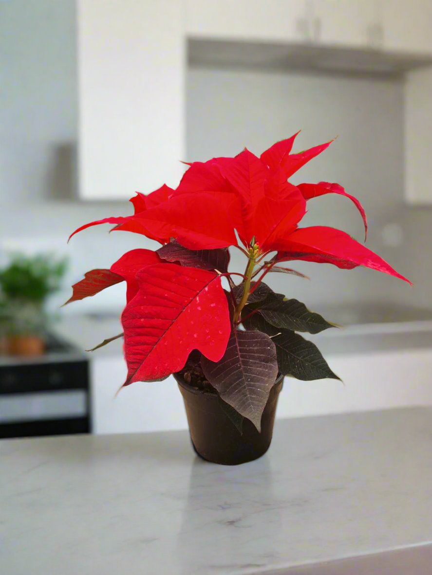 Poinsettia Red