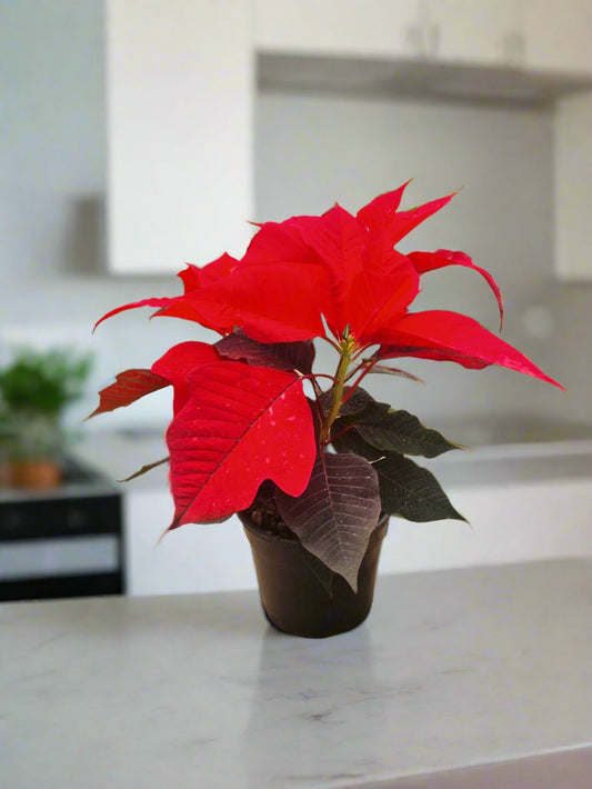 Poinsettia Red