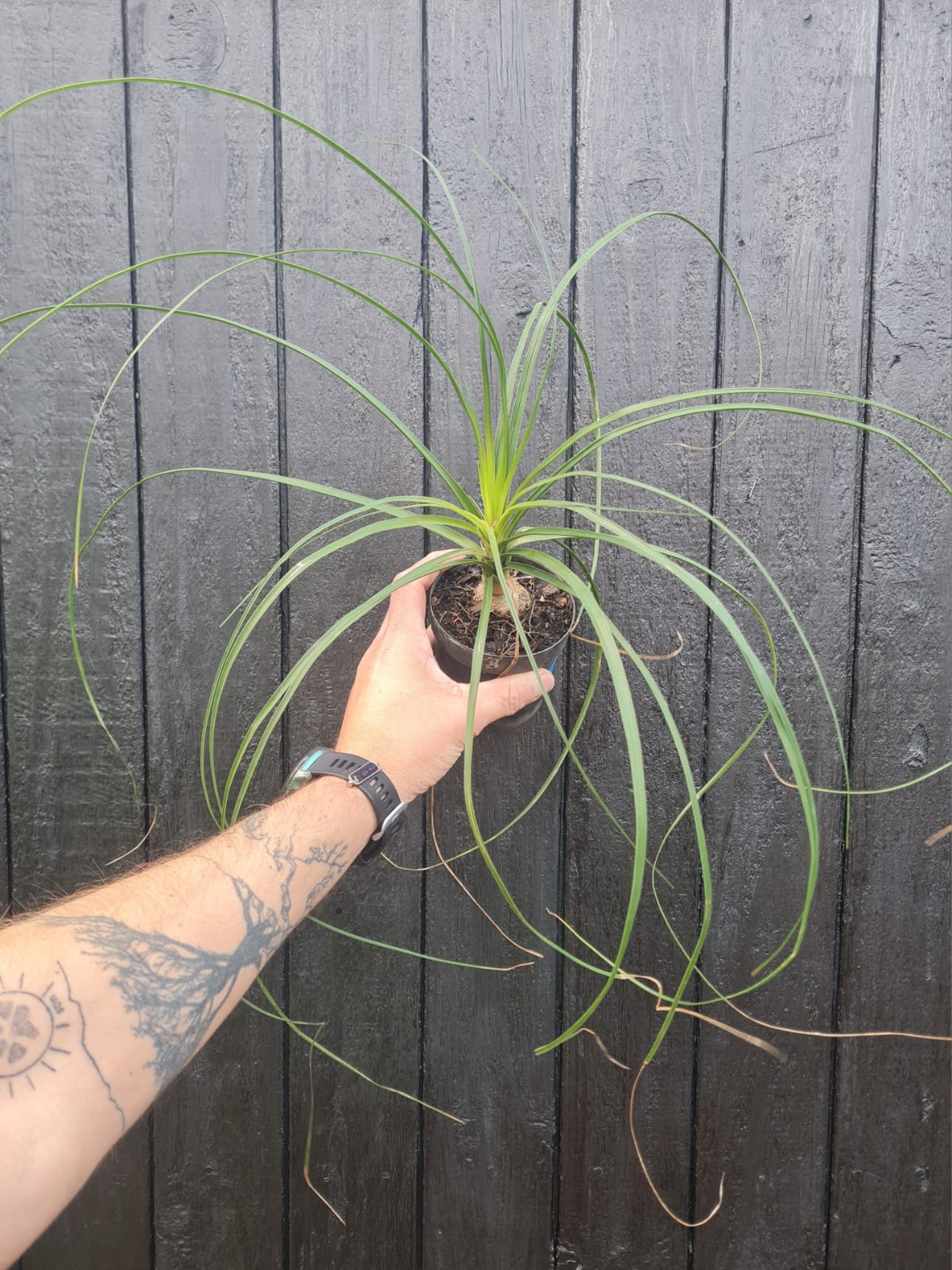 Ponytail palm