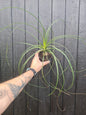 Ponytail palm