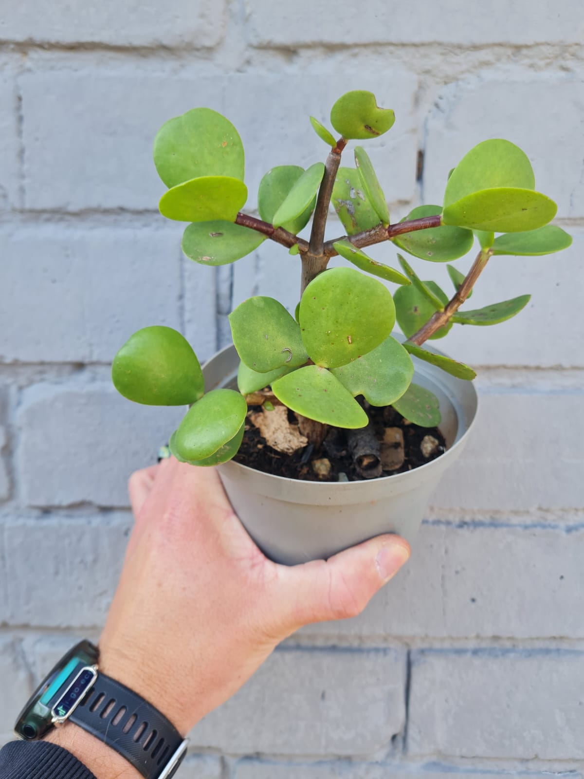Portulacaria Afra Macrophylla. Large leaf spekboom.