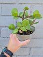 Portulacaria Afra Macrophylla. Large leaf spekboom.