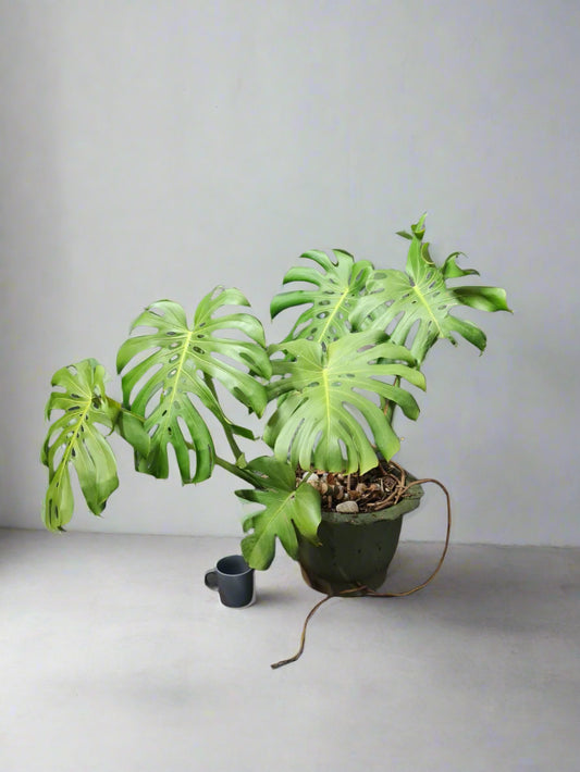 Previously Loved arge Philodendron Delicious Monster in cement pot i-go-eco