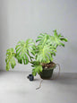 Previously Loved arge Philodendron Delicious Monster in cement pot i-go-eco