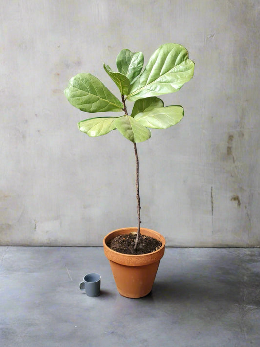 Previously loved Ficus Fiddle Leaf large in terracotta pot