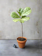 Previously loved Ficus Fiddle Leaf large in terracotta pot