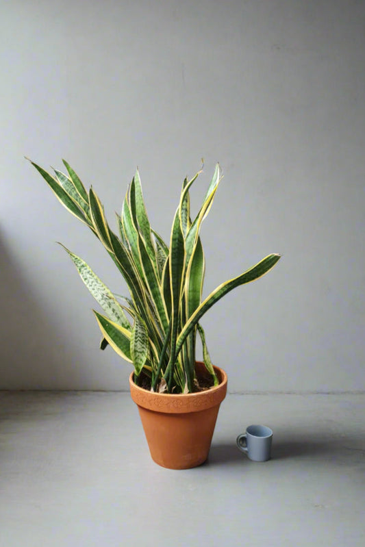 Previously loved plants Snake Plant Large in terracotta pot i-go-eco