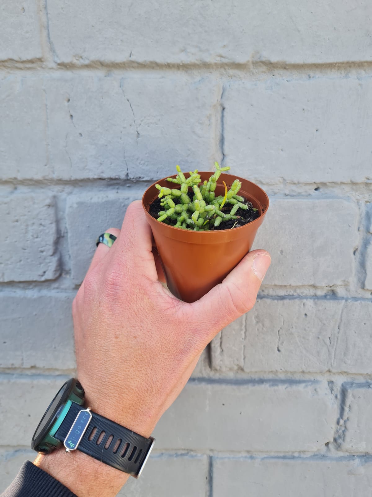 Rhipsalis coral cactus