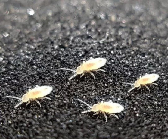 Spring Tails V Springtails South Africa – i-go-eco