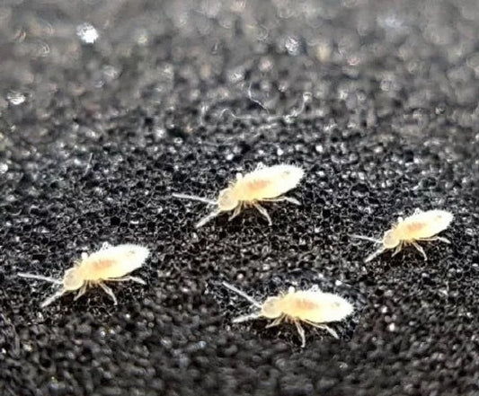 Springtails