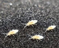 Springtails