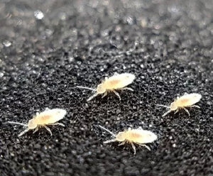 Springtails