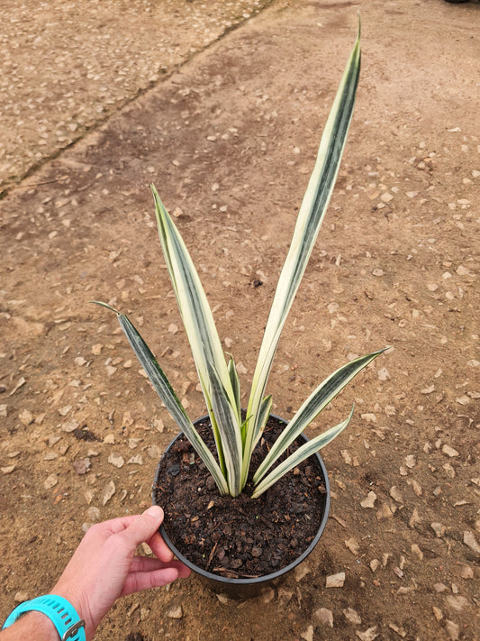 Sansevieria Bantel’s Sensation striped snake plant with tall variegated leaves