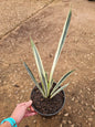 Sansevieria Bantel’s Sensation striped snake plant with tall variegated leaves