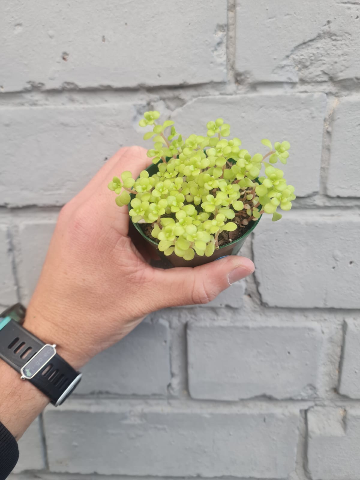 Sedum Ogon Gold