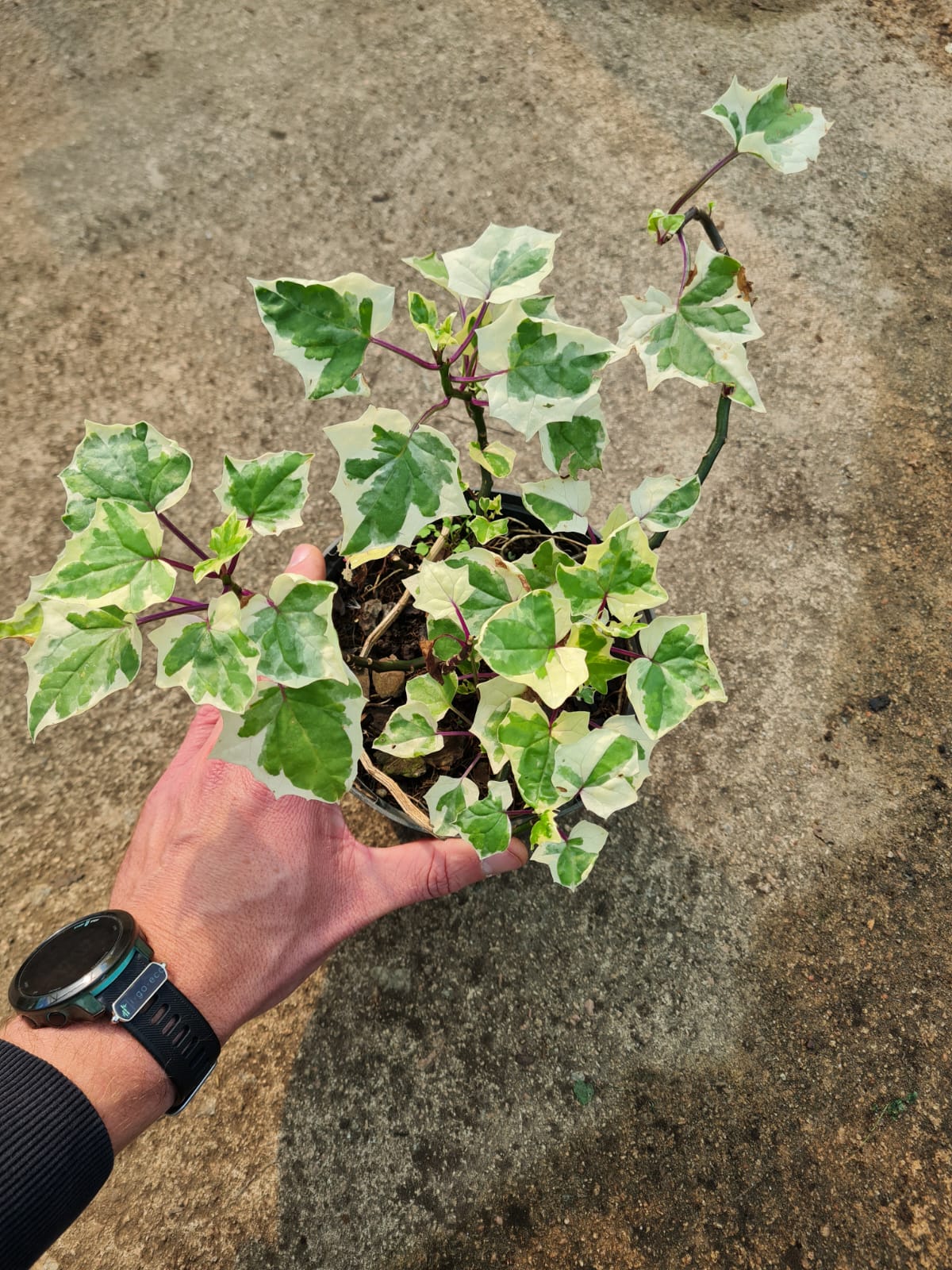 Senecio Tamoides Variegata