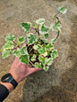 Senecio Tamoides Variegata
