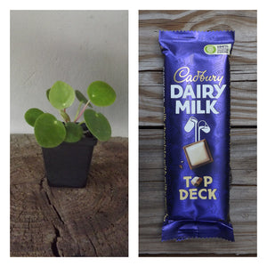 Chinese Money Plant and chocolate gift set