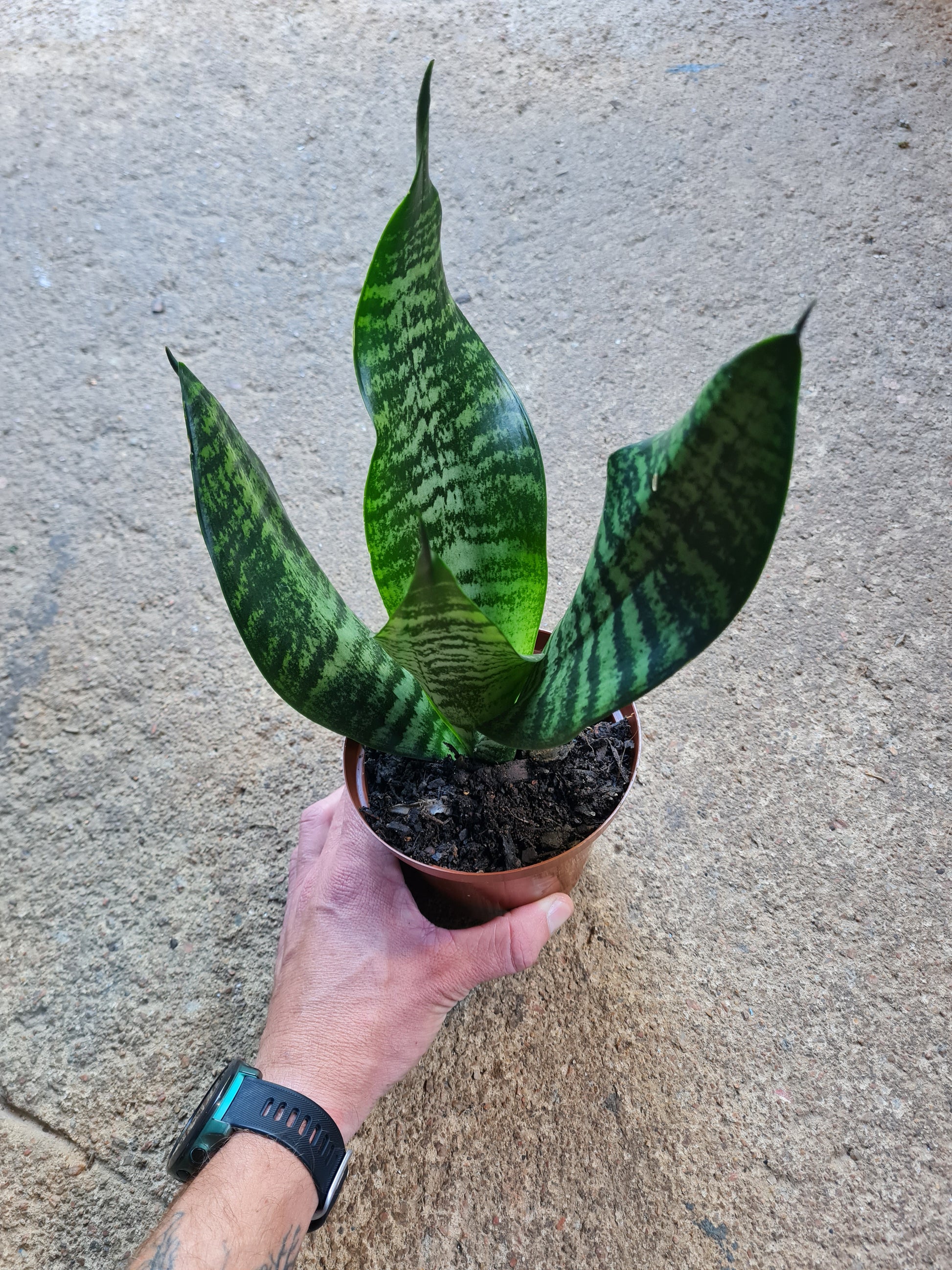 sansevieria trifasciata black robusta Snake Plant or SansevieriaSouth Africa – i-go-eco