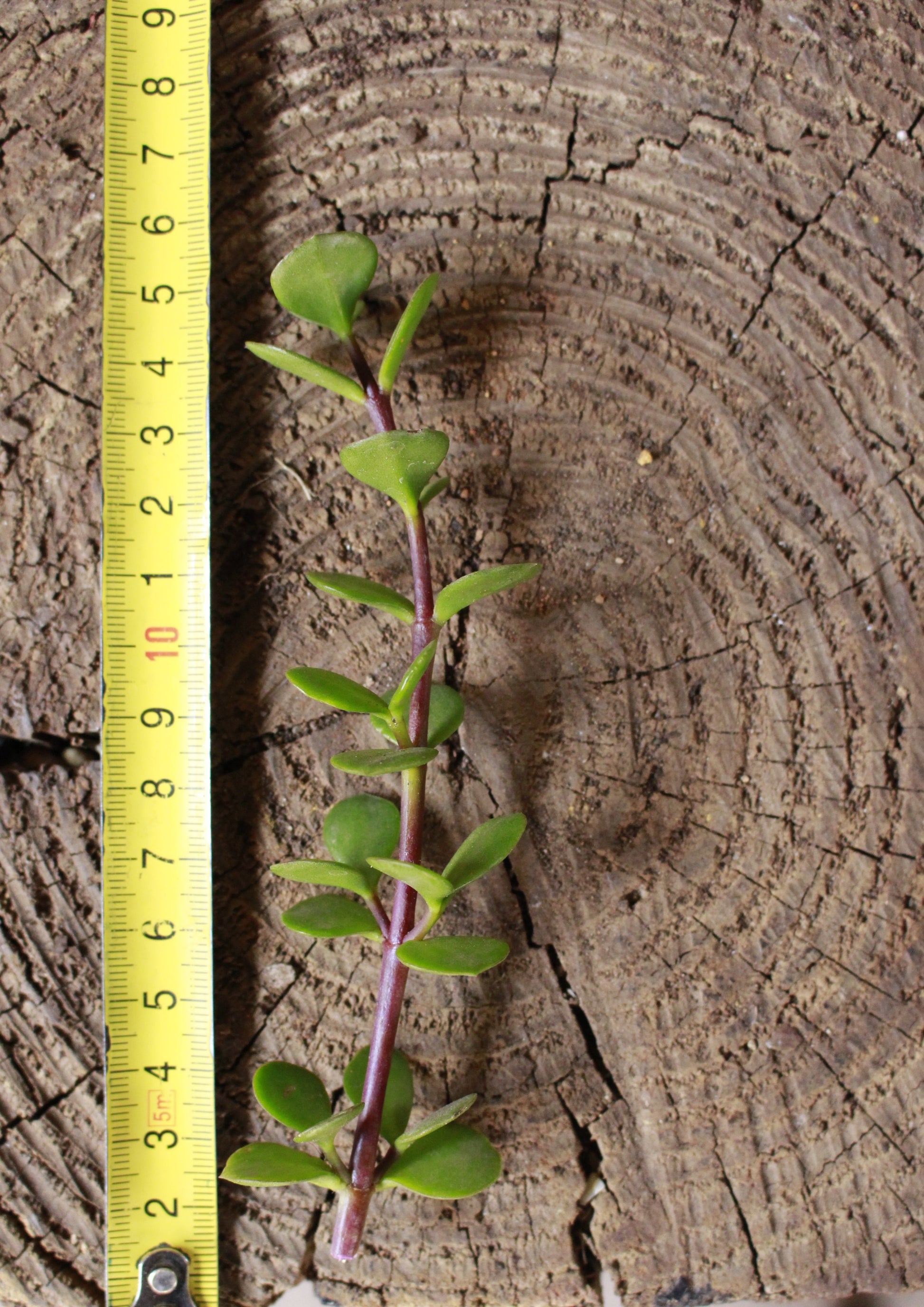 Spekboom Portulacaria afra cutting