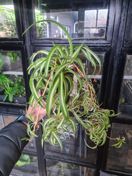 Spider Plant Bonnie