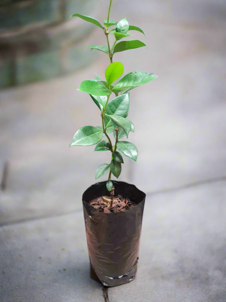 Star Jasmine