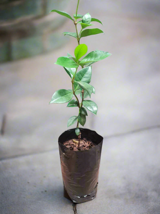 Star Jasmine