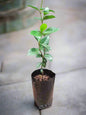 Star Jasmine