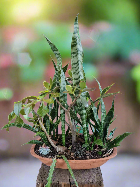 Pre-loved succulent arrangement in terracotta bonsai pot - i-go-eco