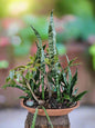 Pre-loved succulent arrangement in terracotta bonsai pot - i-go-eco