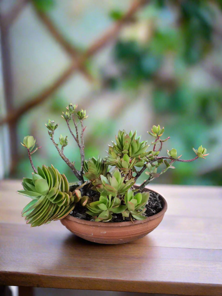 Pre-loved succulent arrangement in terracotta planter - i-go-eco
