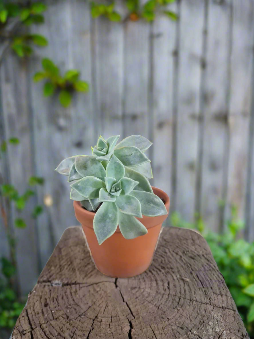 Pre-loved succulent assorted in terracotta pot – i-go-eco