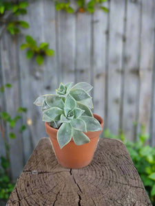 Pre-loved succulent assorted in terracotta pot – i-go-eco